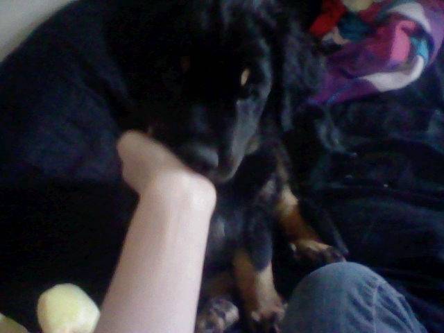 Sage - Rottweiler Mâle (3 mois)