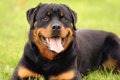 Un Rottweiler souriant allongé dans l'herbe