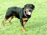 diesel - Rottweiler Mâle (1 an)