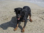 Phénix - Rottweiler Mâle (10 ans)