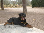 Rastta - Rottweiler Femelle (8 ans)