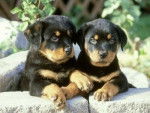 Rocko and Banjo - Rottweiler Mâle (7 mois)