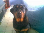 tania - Rottweiler Femelle (2 ans)
