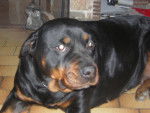 vally - Rottweiler Femelle (5 ans)