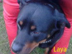 laya - Rottweiler Femelle (1 an)