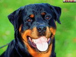 attiboy - Rottweiler Mâle (6 ans)