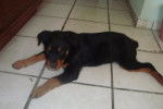 looki - Rottweiler Mâle (1 an)