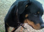 Rocky - Rottweiler Femelle (7 mois)