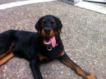 Gun - Rottweiler Mâle (5 mois)