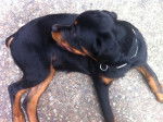 Gun - Rottweiler Mâle (5 mois)