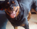kayser - Rottweiler Mâle (8 ans)