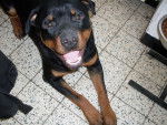 folken - Rottweiler Mâle (1 an)