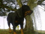 Rita - Rottweiler Femelle