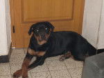 tyser - Rottweiler Mâle (1 an)