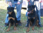 aron athos - Rottweiler Mâle (6 mois)