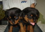 Fine, pierre - Rottweiler Femelle (2 mois)