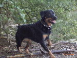 Syrah - Rottweiler Femelle (11 ans)