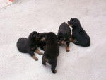 cachorros - Rottweiler