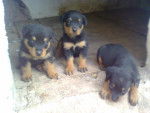 cachorros - Rottweiler