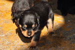 cachorros - Rottweiler