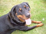 dark - Rottweiler Mâle (1 an)