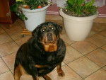 roxane - Rottweiler Femelle (2 ans)