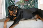 Roxy - Rottweiler Femelle (2 ans)