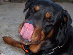 black - Rottweiler Mâle (8 ans)
