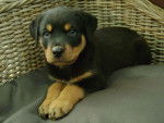 James - Rottweiler Mâle (11 mois)