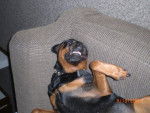 roxy - Rottweiler Femelle (8 ans)