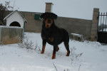 Tess - Rottweiler Femelle (8 ans)