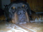 Goliat !!!! - Rottweiler Mâle (8 ans)