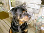 duke - Rottweiler Mâle (8 ans)