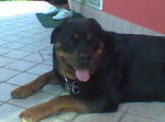Cindy - Rottweiler Femelle (1 an)