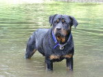 Sniper - Rottweiler Mâle (4 ans)