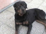 Dooguy - Rottweiler Mâle (9 ans)