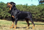 Duke - Rottweiler Mâle (1 mois)
