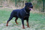 Cisko - Rottweiler Mâle (3 ans)