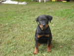 Deuce - Rottweiler Mâle (3 ans)
