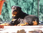 polo - Rottweiler Mâle (7 ans)
