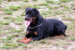 treste - Rottweiler Mâle (9 ans)