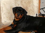 Harko - Rottweiler Mâle (7 mois)