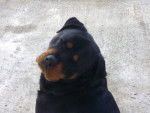 Bosley - Rottweiler Mâle (3 mois)