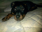 Kyara - Rottweiler Femelle (6 mois)