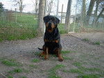 Doria von quellen der deome - Rottweiler Femelle (1 an)