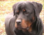 Vandal - Rottweiler Mâle (5 ans)