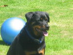 ¨Pearday - Rottweiler Femelle (11 ans)