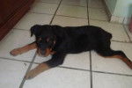 looki - Rottweiler Mâle (1 an)