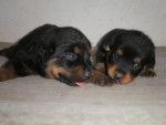 chiots - Rottweiler