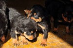 Une portée de chiots Rottweilers